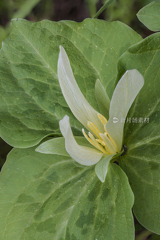 albidum，又名giant white wakerobin, white toadshade, sweet Trillium，是黑花科的一种开花植物。甜面包岭州立公园;加州索诺玛县的马亚卡玛斯山脉。